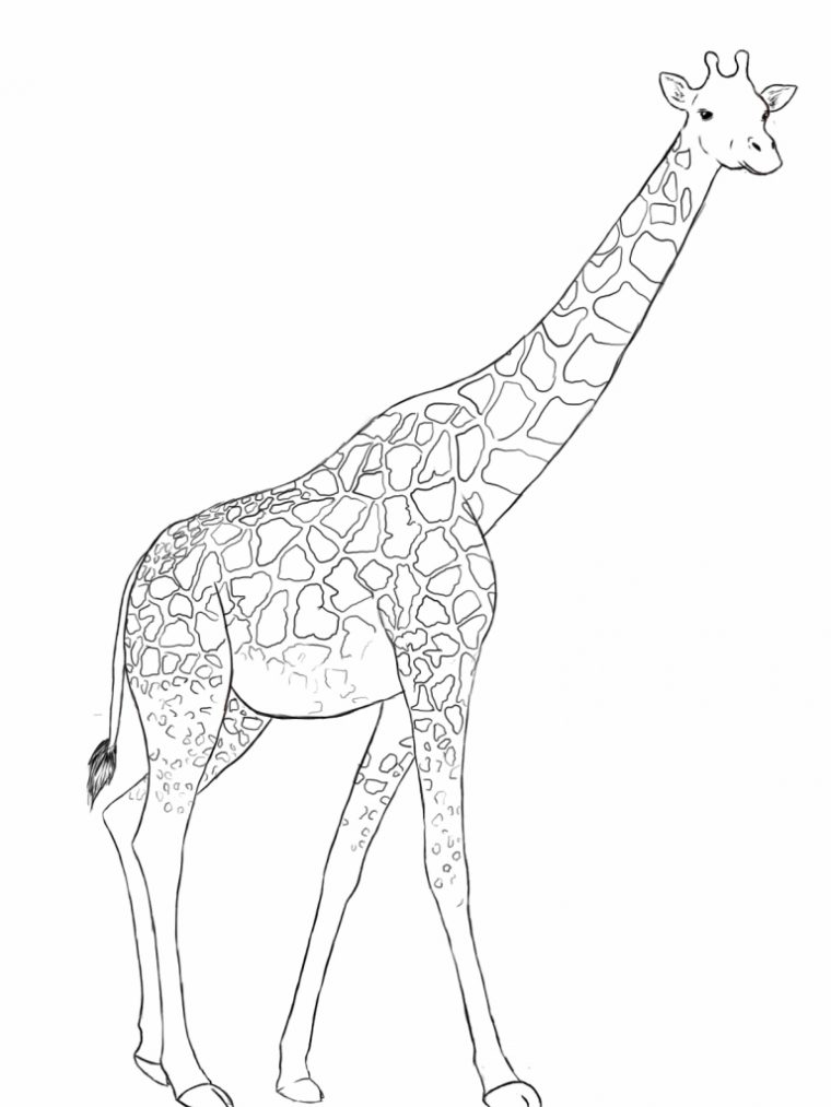 Coloriages À Imprimer : Girafe, Numéro : 7A22E115 serapportantà Coloriage Animaux Girafe