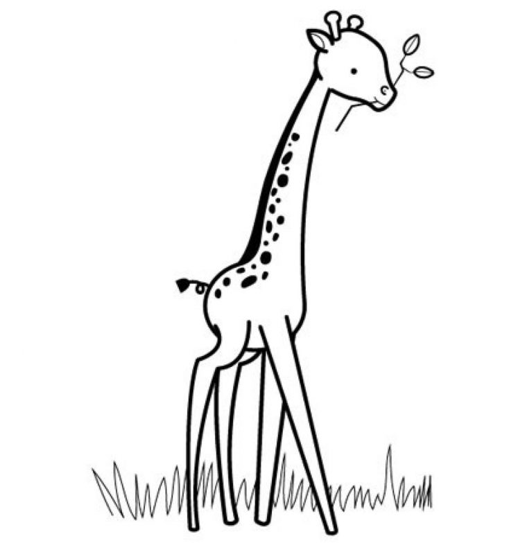 Coloriages Animaux Sauvages : La Petite Girafe à Coloriage Animaux Girafe