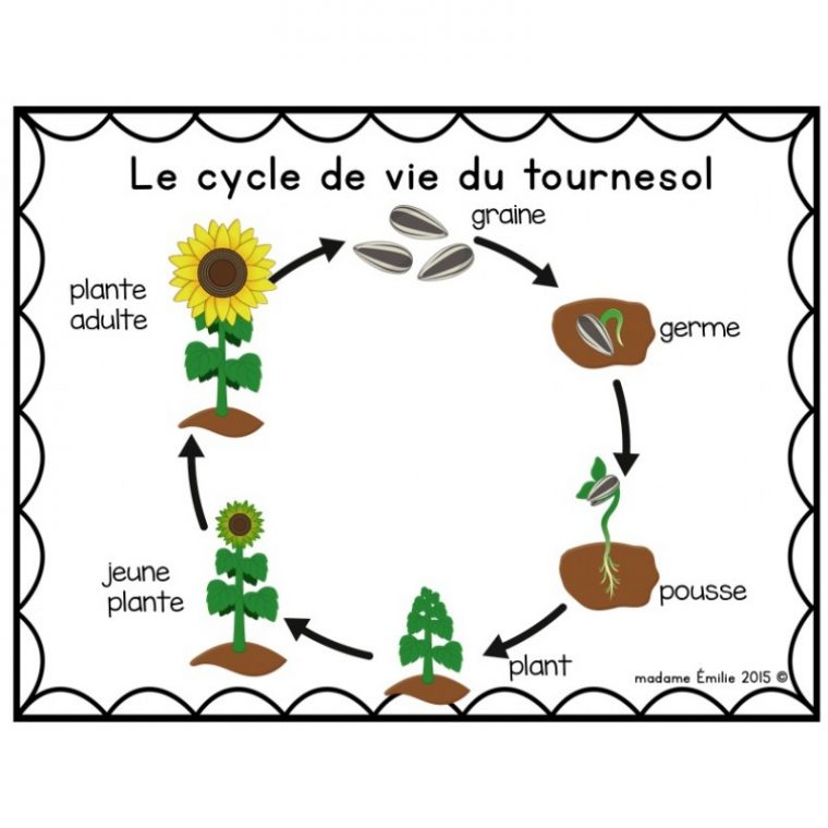 Cycle De Vie Tournesol destiné Image Sequentielle Graine