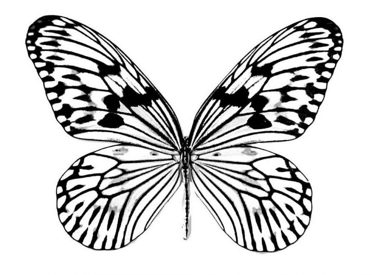 Dꮛℓįcαɬꭶ Ραρįℓℓ๏Ŋꭶ | Comment Dessiner Un Papillon, Papillon Imprimable pour Papillon Coloriage Magique