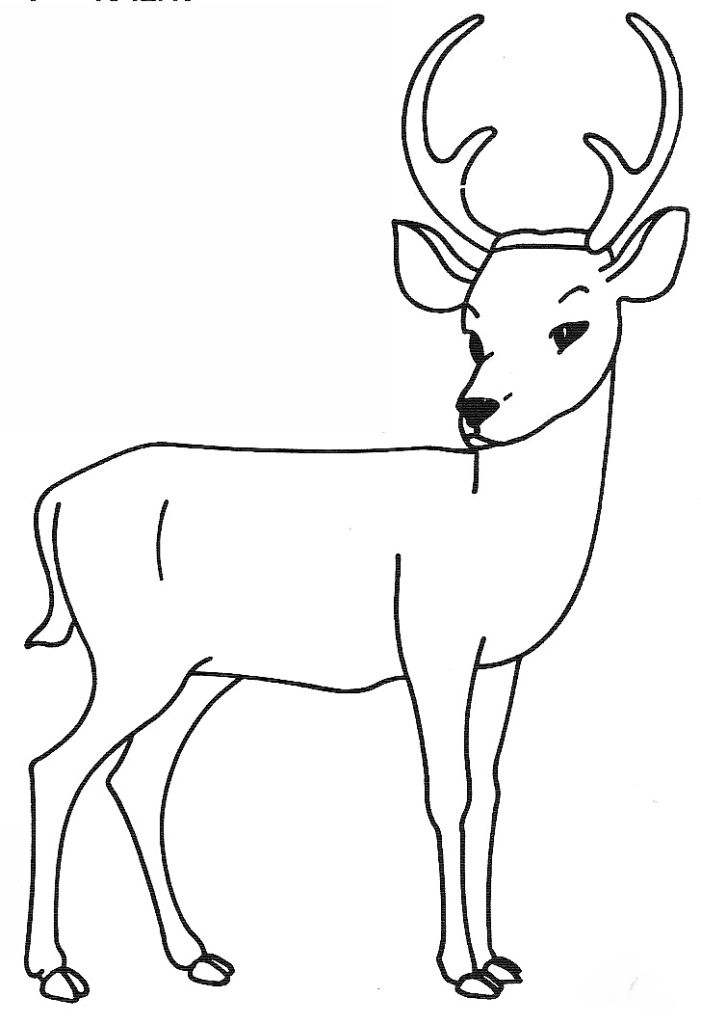 Dessin De Cerf – Les Dessins Et Coloriage encequiconcerne Dessin A Colorier Facile Reproduire