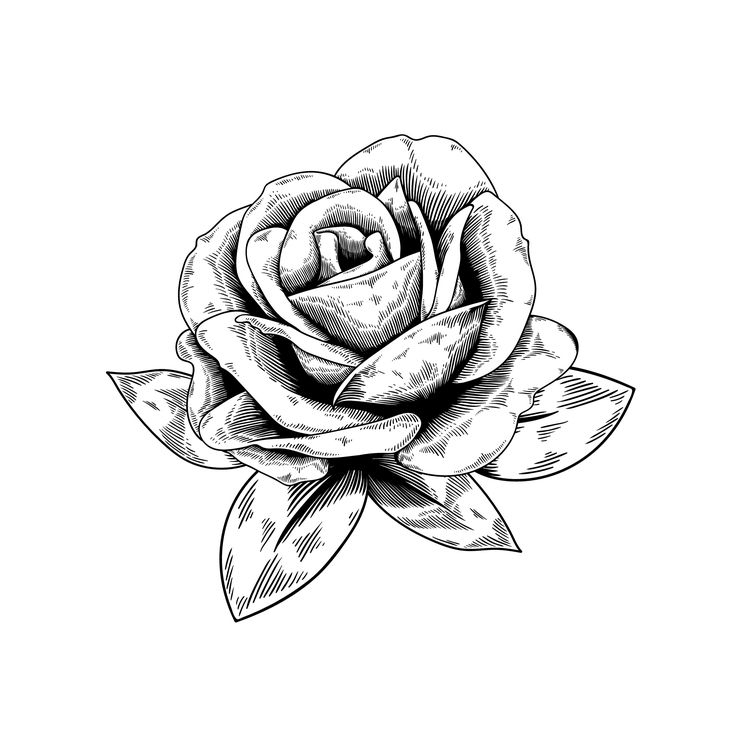 Dessin De Rose En Noir Et Blanc Facile avec Image De Rose Pour Dessinner