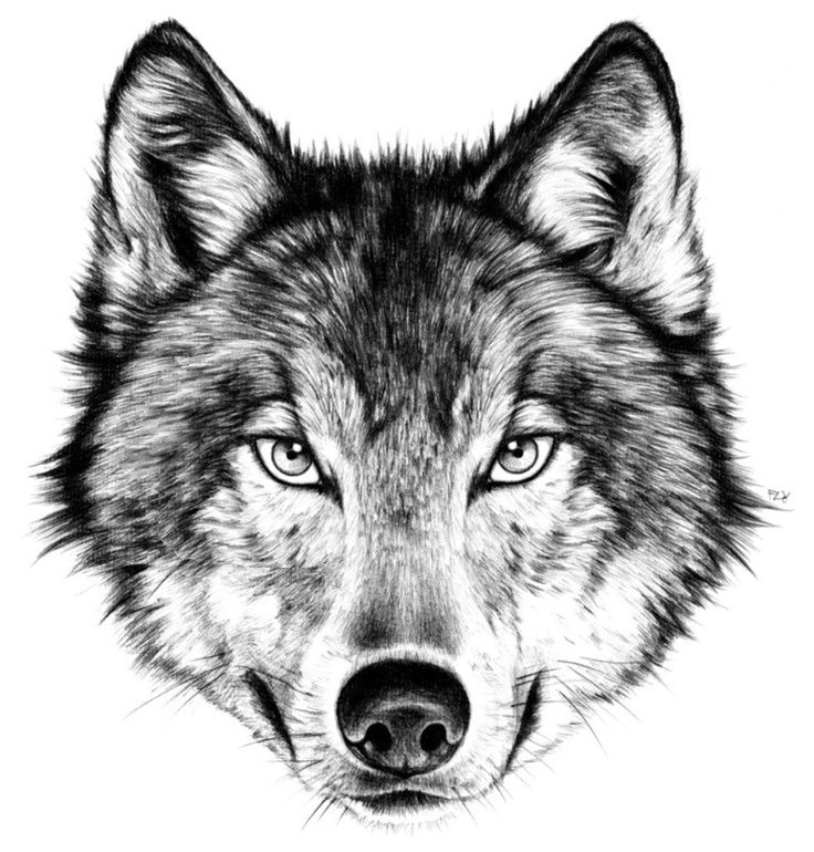 Dessin Tete De Loup Profil / Comment Dessiner Un Loup – Dessindigo concernant Dessin Taªte De Loup Facile