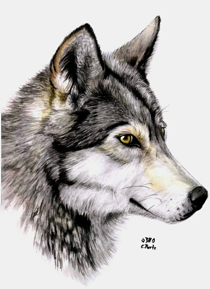 Épinglé Par Rubin Gonzalez Sur Animals | Peinture De Loup, Comment avec Dessin Taªte De Loup Facile