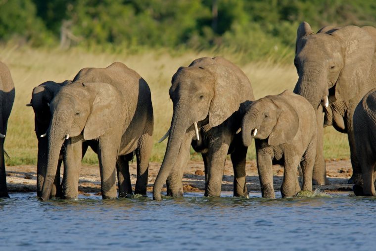 Épinglé Sur Animaux Sauvages tout Chasse Des Animaux Sauvages En Afrique