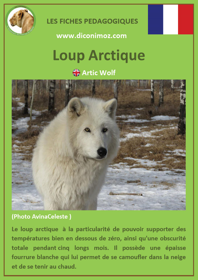 Fiches Loups Et Renards Pdf – Animaux Sauvages, Chats, Chiens, Chevaux avec Animal Qui Commence Par Q En Anglais