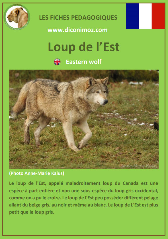 Fiches Loups Et Renards Pdf – Animaux Sauvages, Chats, Chiens, Chevaux concernant Animal Qui Commence Par Q En Anglais