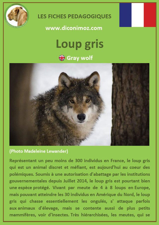 Fiches Loups Et Renards Pdf – Animaux Sauvages, Chats, Chiens, Chevaux destiné Animal Qui Commence Par Q En Anglais