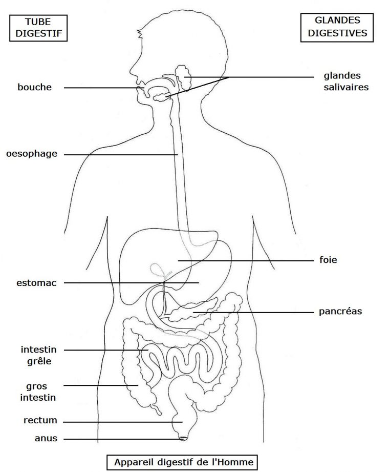 Glossaire – Svt De La Grenouille tout Schacma Appareil Respiratoire Vierge