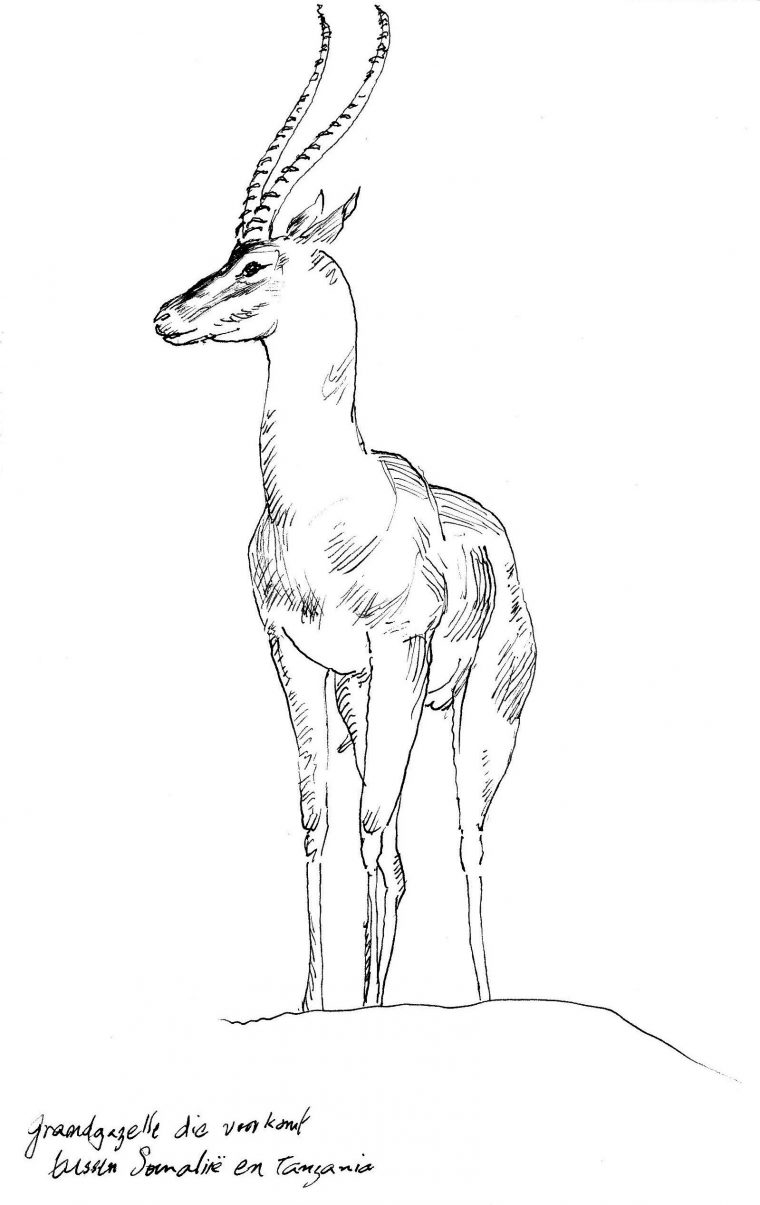 Grand Gazelle-Sketch intérieur Coloriage Animaux Gazelle