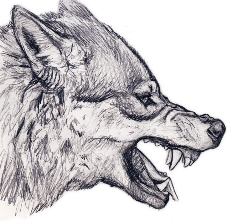 Growling Wolf | Croquis De Loup, Dessin Chien, Dessin De Loup destiné Dessin Taªte De Loup Facile