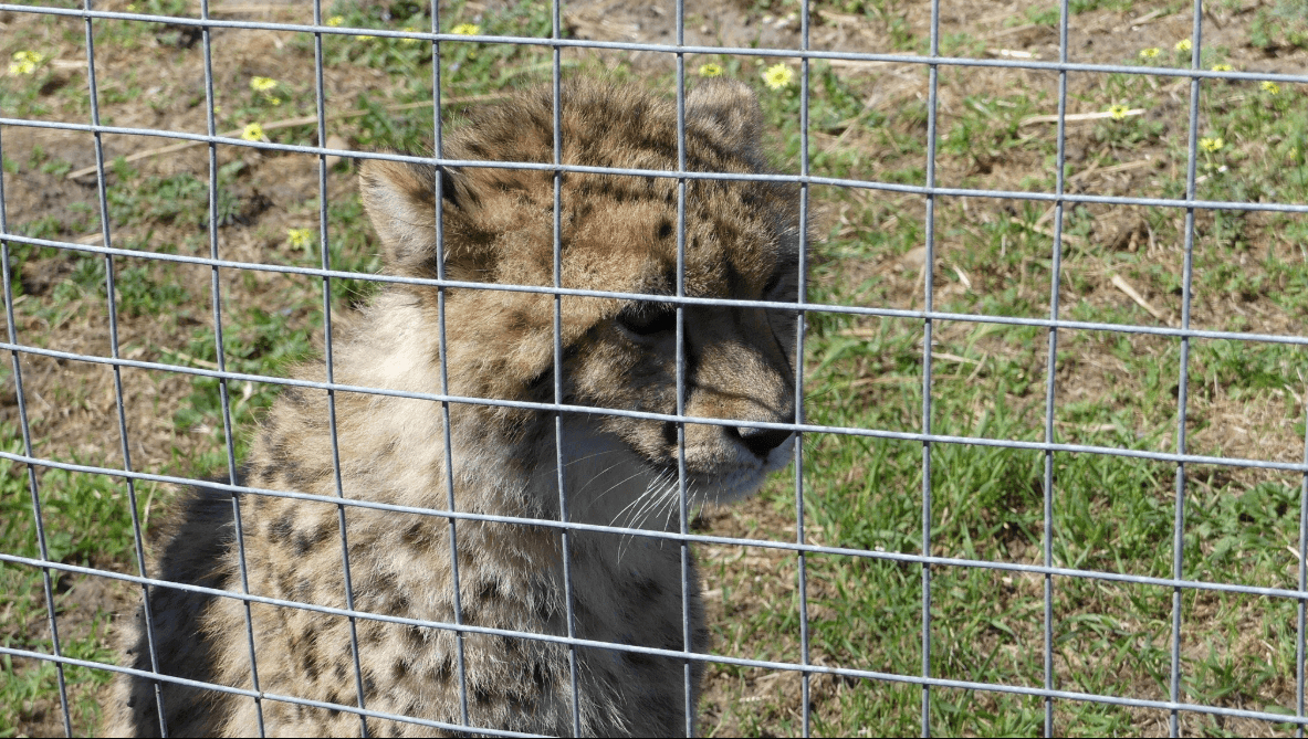 La Vérité Derrière Les Fermes D'Animaux En Afrique | Rhino Africa Blog encequiconcerne Chasse Des Animaux Sauvages En Afrique