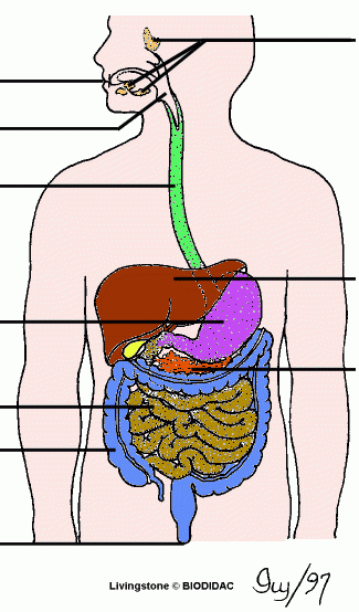 L'Appareil Digestif Et Annexes tout Schacma Appareil Respiratoire Vierge