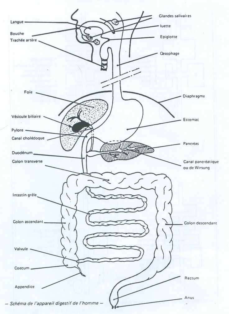 Les 25 Meilleures Idées De La Catégorie Appareil Digestif Sur Pinterest tout Schacma Appareil Respiratoire Vierge