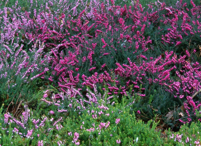 Les Plantes Qui Fleurissent En Hiver destiné Arbuste Interieur Qui Fleurie Au 10Ans