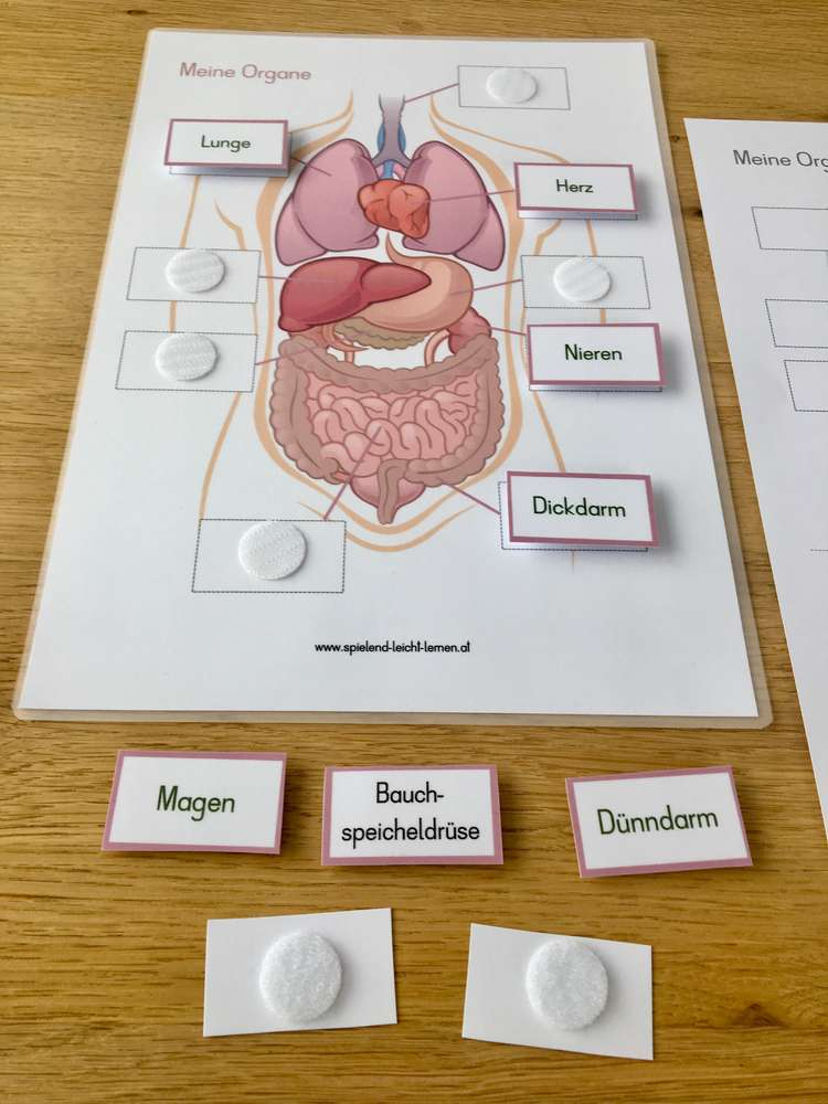Meine Organe – Klett – Spielend – Leicht – Lernen dedans Legekreis Verkehr