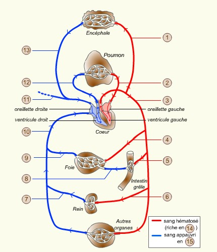 Musibiol-Appareil Circulatoire avec Schacma Appareil Respiratoire Vierge