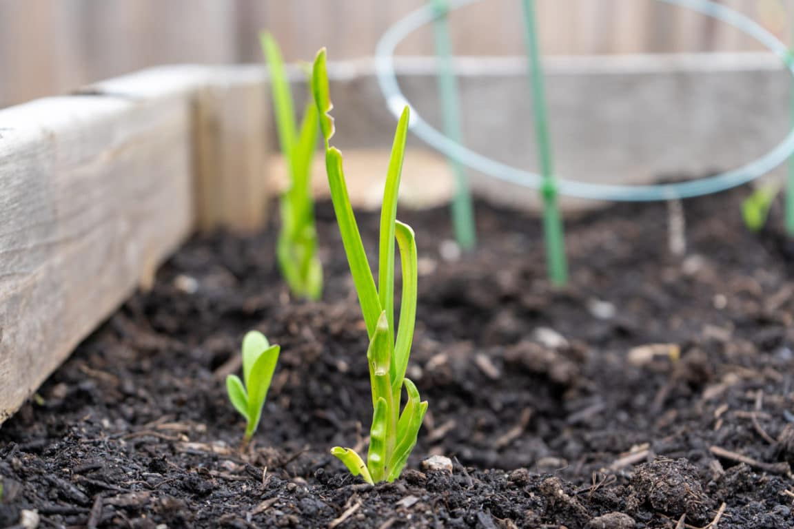 N'Achetez Plus D'Ail ! Voici Comment Le Faire Pousser En Pot À L'Infini avec Vite Le Printemps Qu&amp;#039;On Voyez Les Fleur Pousser