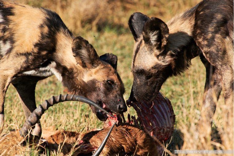 Photo Lycaon Photo Chien Sauvage D'Afrique – Page 1 avec Chasse Des Animaux Sauvages En Afrique