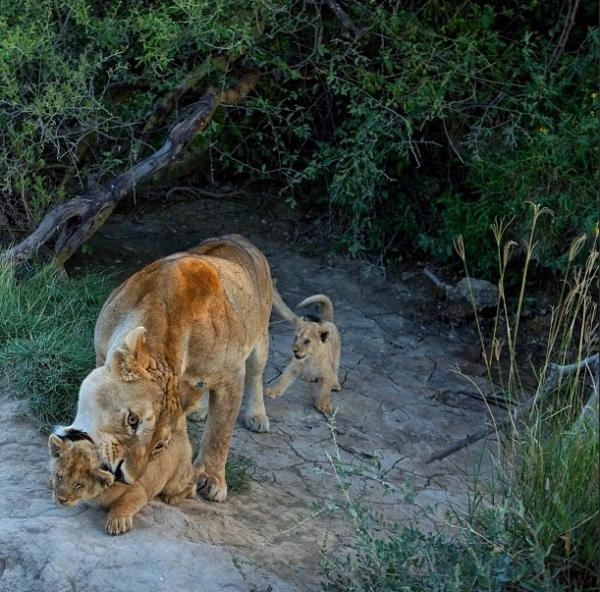 Photos : Ces Animaux Sauvages Font Le Bonheur Des Internautes – Easyvoyage tout Chasse Des Animaux Sauvages En Afrique