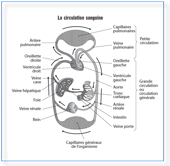 Qcm-Concours-Gratuits: La Circulation Sanguine – Biologie encequiconcerne Schacma Appareil Respiratoire Vierge