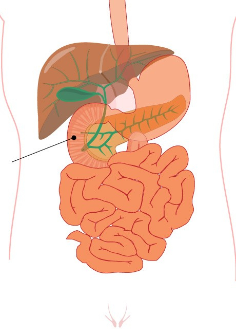 Qcm | Ue 2.2 Anatomie Du Système Digestif | Futur Infirmier tout Schacma Appareil Respiratoire Vierge