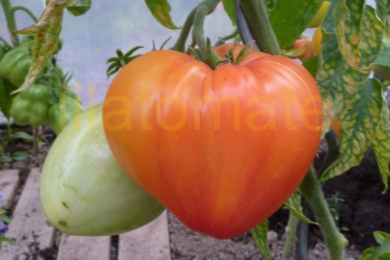 Tomate 'Orange Russian' Saatgut avec Frucht Mit Y Am Anfang