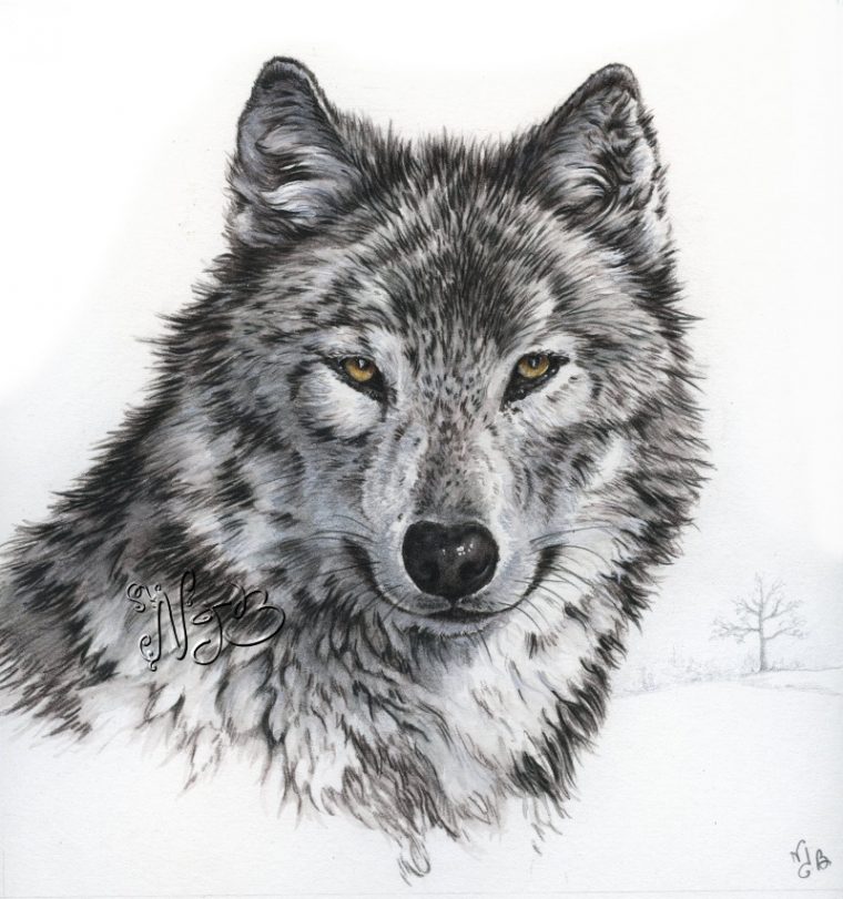 Un Loup … Premier De La Série Animaux Totems – Peintures Et Dessins dedans Dessin Taªte De Loup Facile