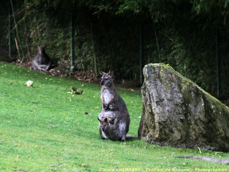 Wallaby De Bennett (Macropus Rufogriseus) serapportantà Animal Qui Commence Par Q En Anglais