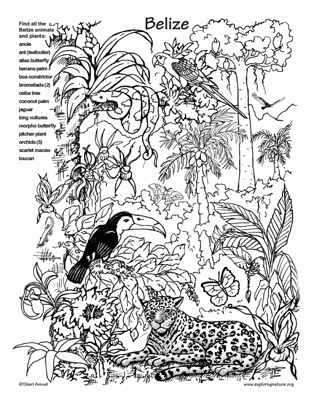 coloring pages rainforest