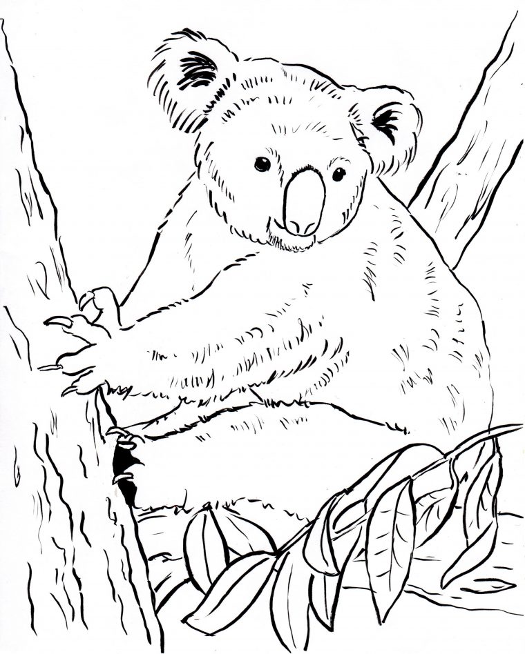 koala coloring pages