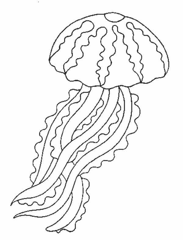 jellyfish coloring page