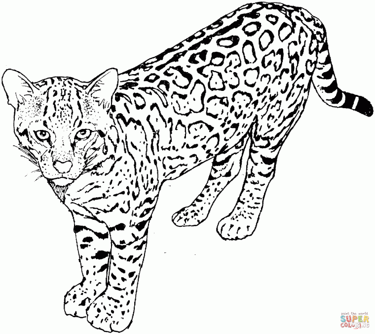 leopard coloring pages