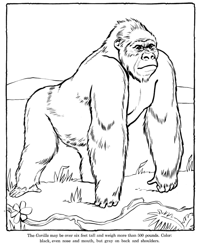 gorilla coloring pages