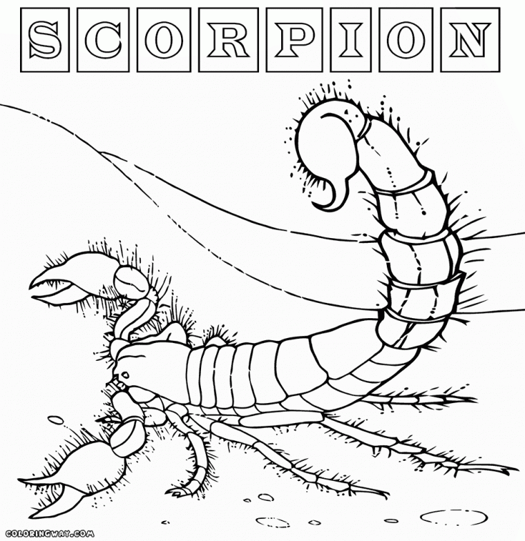 coloring pages scorpion