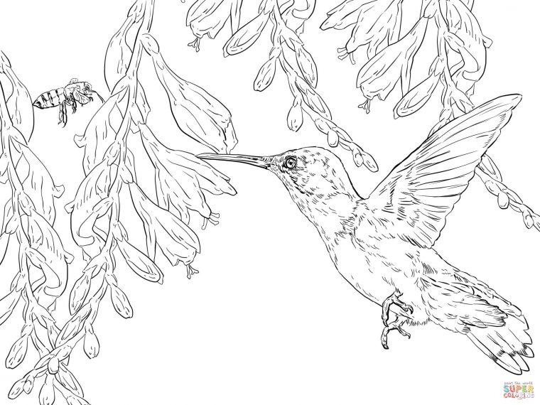 hummingbird coloring pages