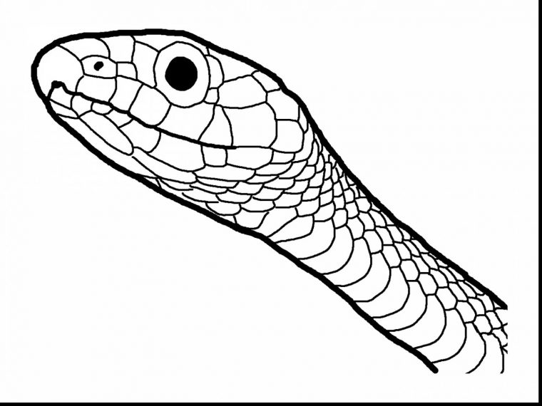 snake coloring page