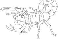 scorpion coloring sheet