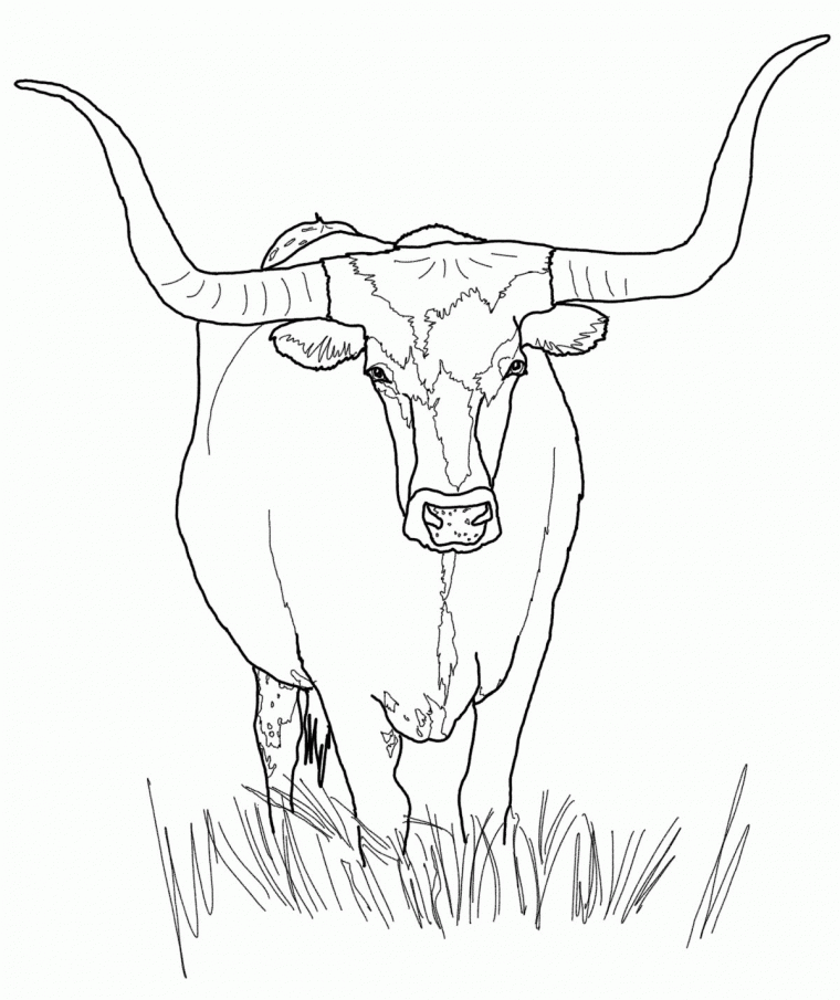 printable cow coloring pages for adults