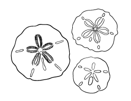 sand dollar coloring page