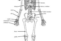 skeletal system coloring pages