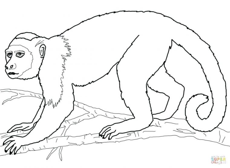 spider monkey coloring page