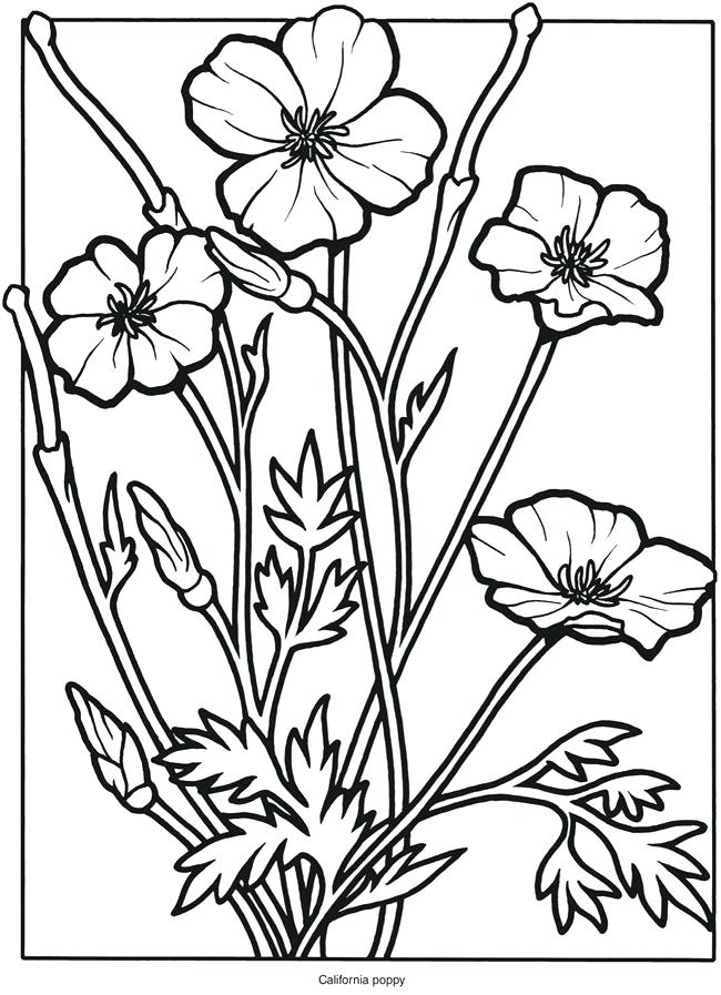 wildflowers coloring page