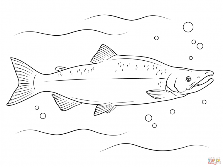 salmon coloring page