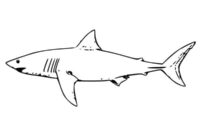 shark printable