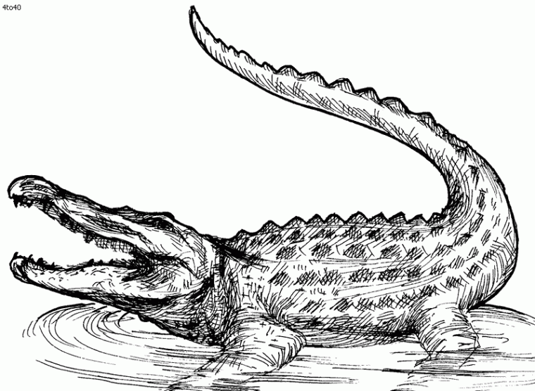 realistic alligator coloring pages