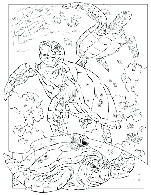 snapping turtle coloring page