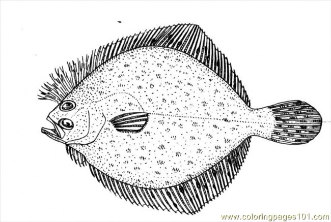 flounder coloring page