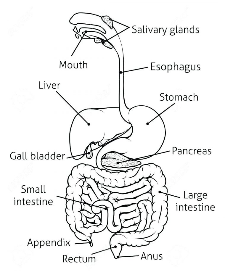 printable digestive system coloring page