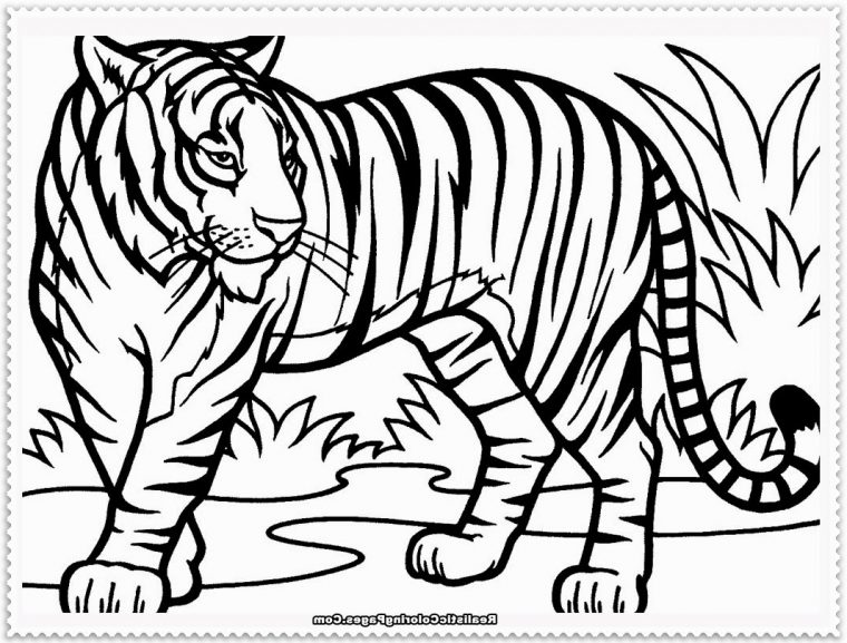 lion tiger coloring pages